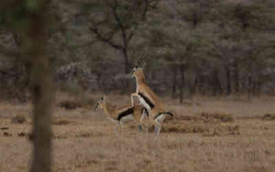 📷 Antelope mating