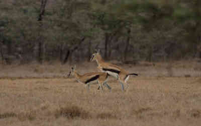 📷 Antelope mating