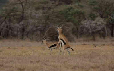 📷 Antelope mating