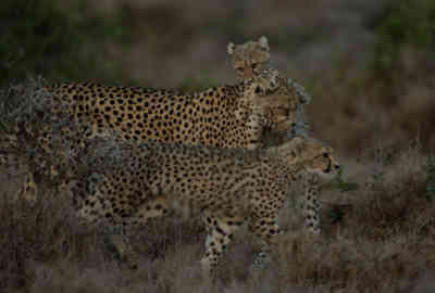 📷 Cheetahs