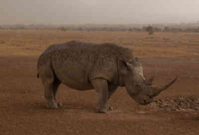 📷 Rhino in the rain