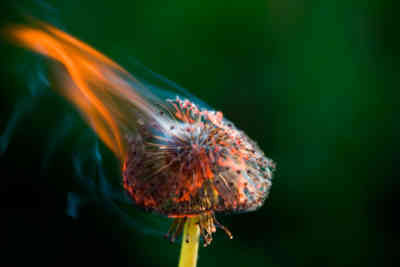 📷 Burning dandelion