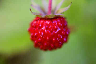 📷 small strawberries