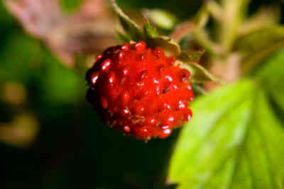 📷 small strawberries