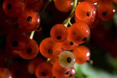 📷 Red Currant