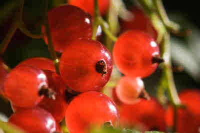 📷 Red Currant