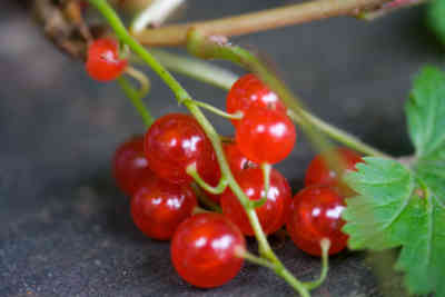 📷 Red Currant