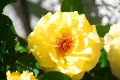📷 Yellow rose