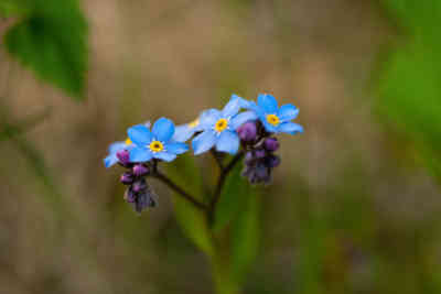 📷 A photo a day #04 / Blue Flower