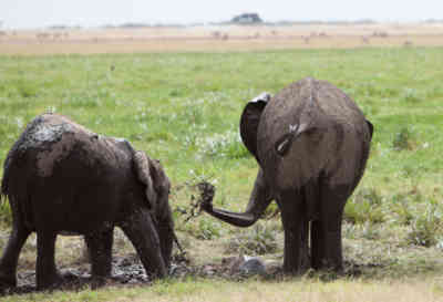 📷 Elephants